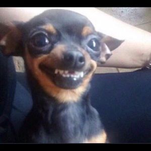 Meet your Posher, Lily